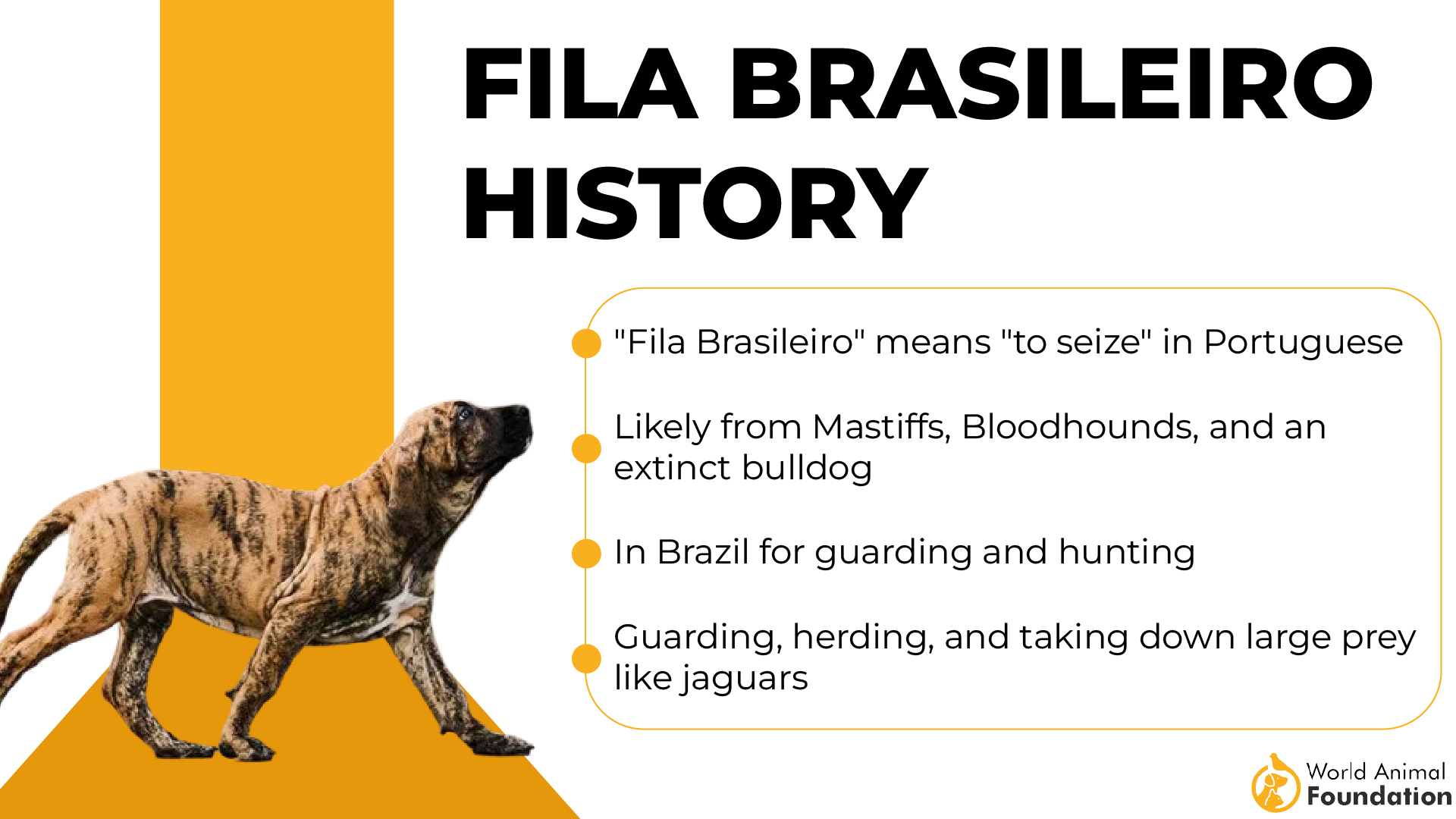 Fila Brasileiro Geschiedenis-01