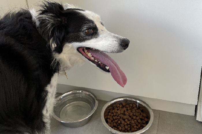 mini-bordercollie