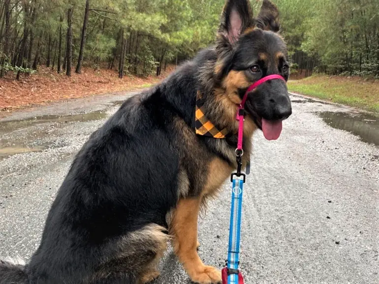 beste halsband voor honden die trekken