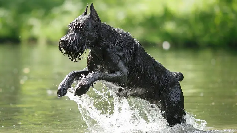 Reuzenparti Schnauzer