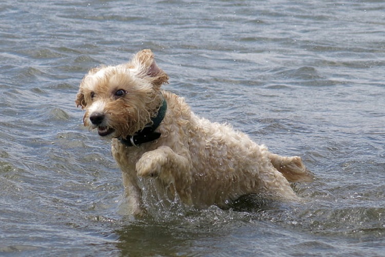 Glen of imaal terriers-fokkers