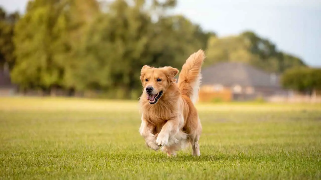 Gouden retriever