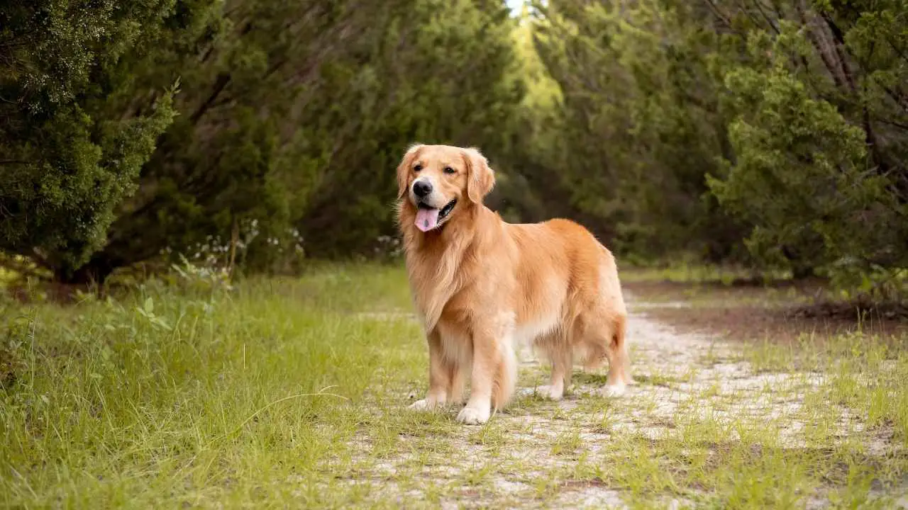 Gouden retriever