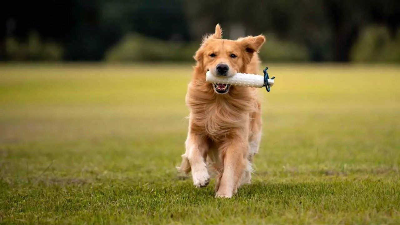 Gouden retriever