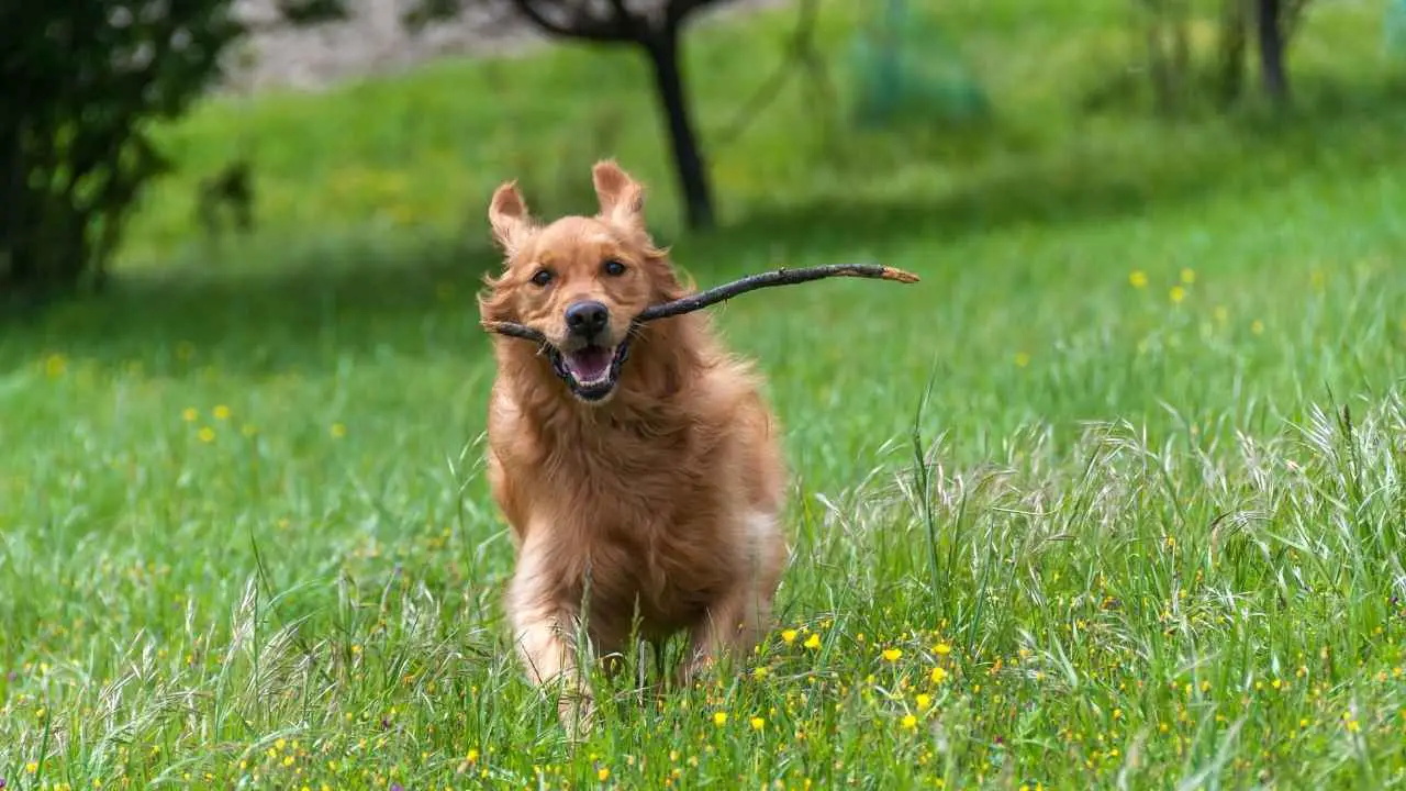 Gouden retriever