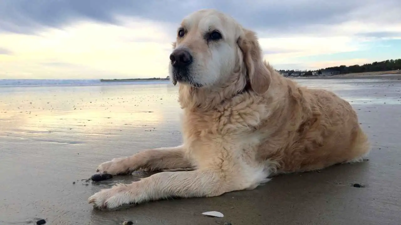 Gouden retriever