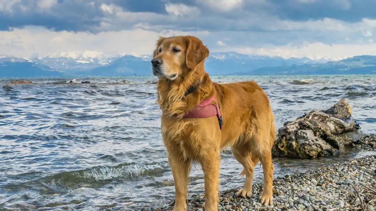 Gouden retriever