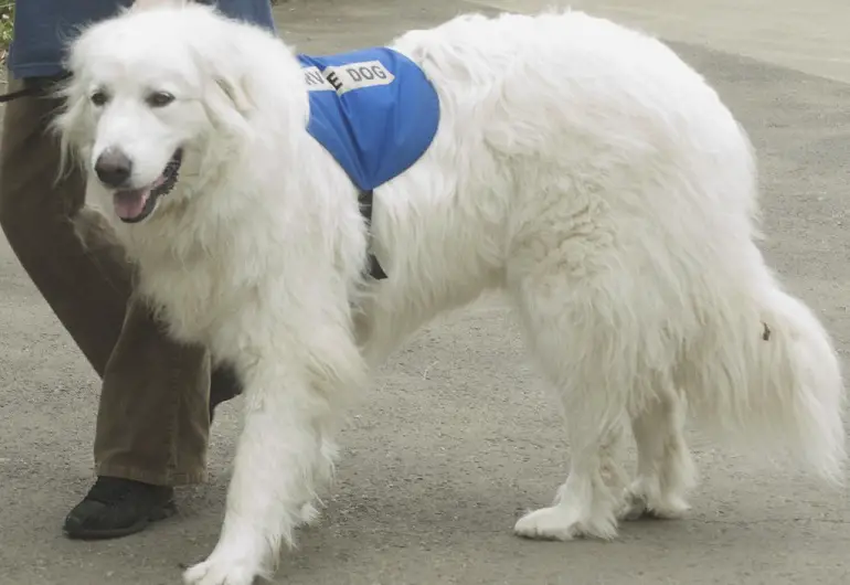 geweldige puppy uit de Pyreneeën