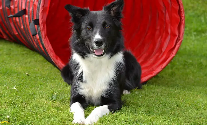 waarom jankt mijn hond de hele tijd?