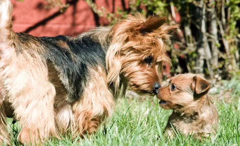 Australische yorkie