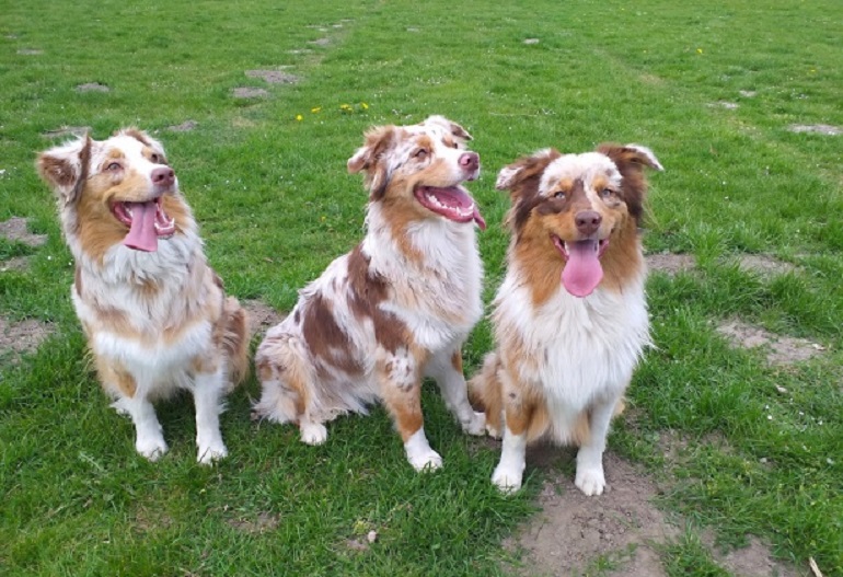 Red Merle Australische herder