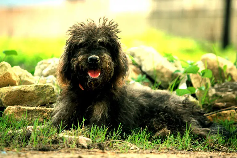 Bouvier Des Flandres-hond
