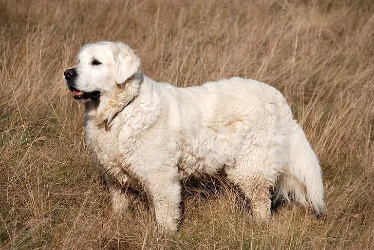 Pyreneeën hond