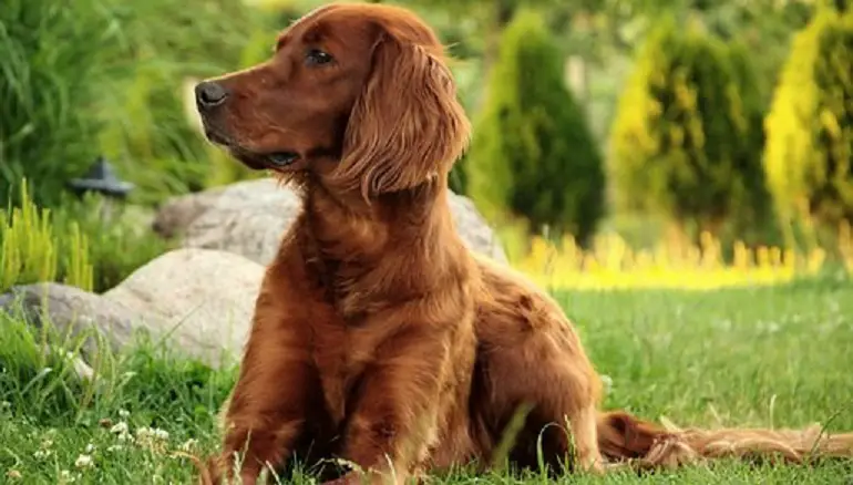   Hondenras Ierse Setters 
