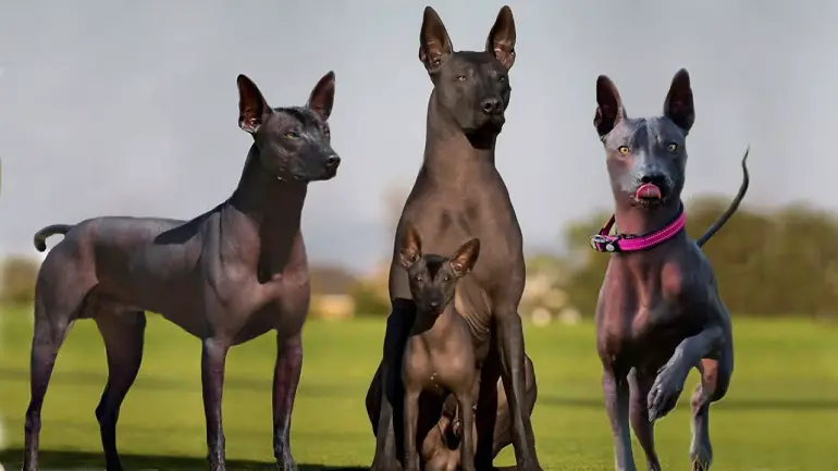 xoloitzcuintli-hond