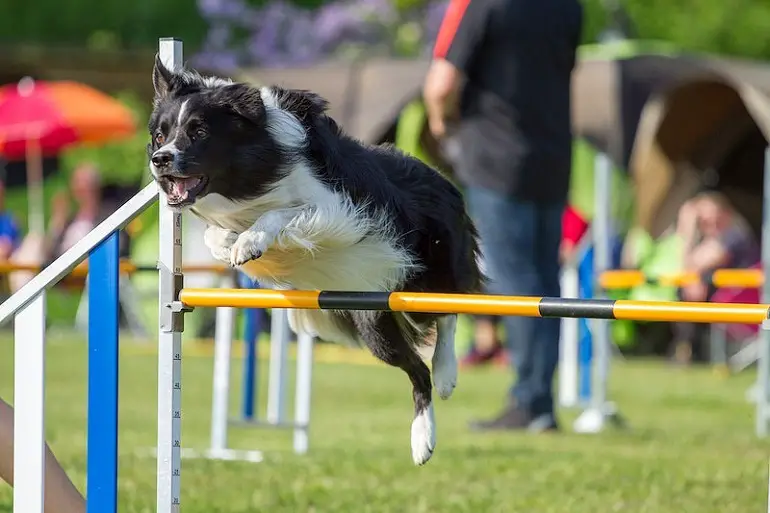 hoe u uw hond kunt trainen met een schokhalsband