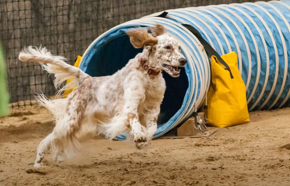 Engelse setter oranje
