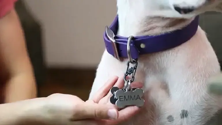 How to Put Dog Tags on Collar review