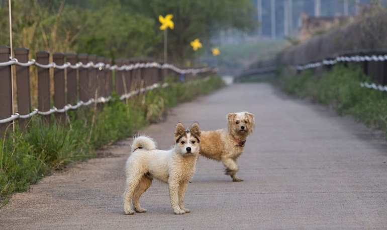 hoe honden te socialiseren