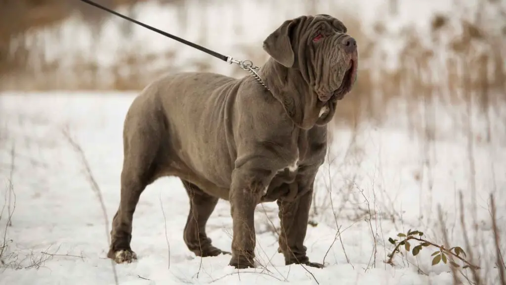 Illegal Dog Breeds Around the World