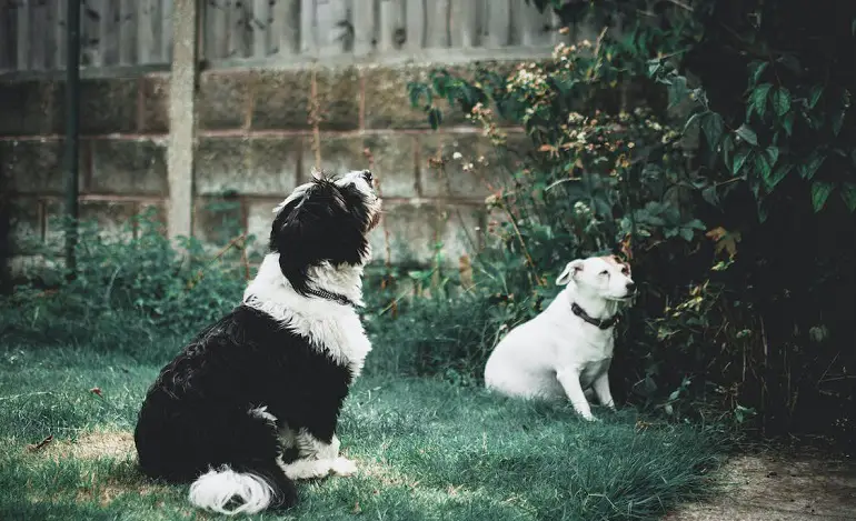 Kun je een oudere hond socialiseren?