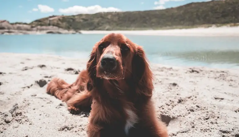 setter irlandés hond