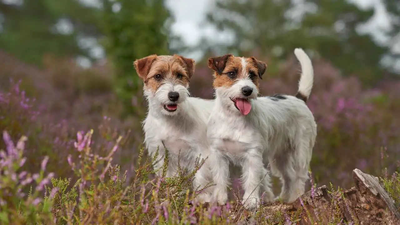 Jack Russellterriër