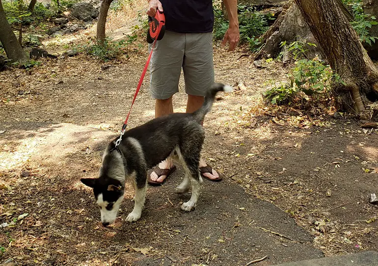 beste oprolbare hondenriem voor grote honden