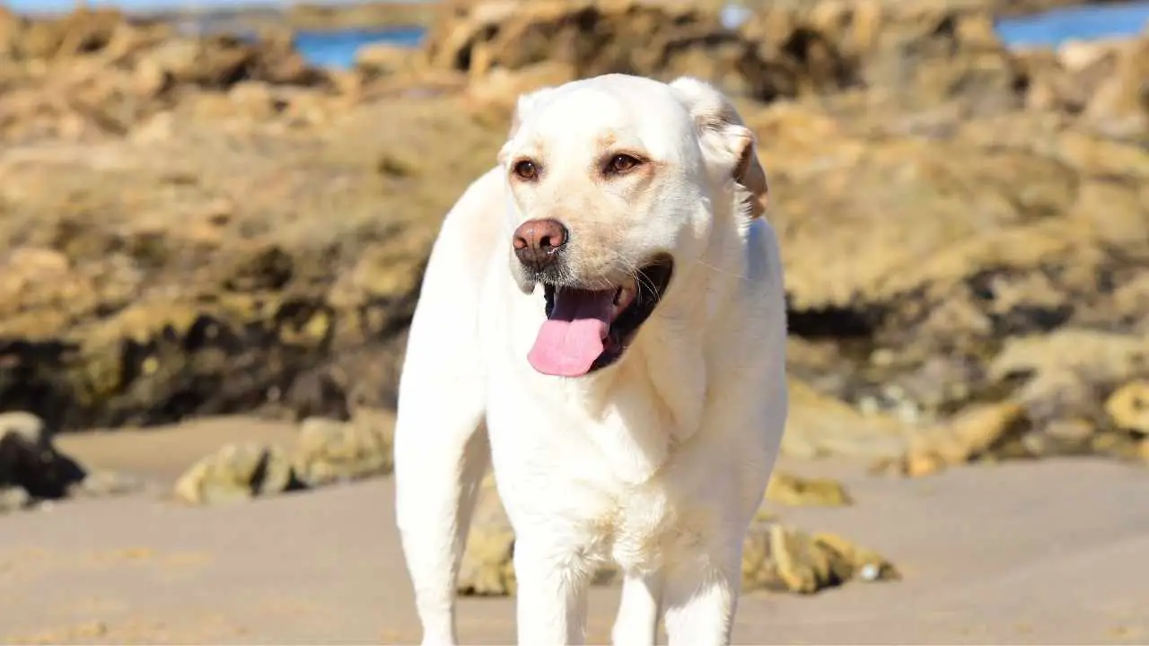 Labrador-retriever