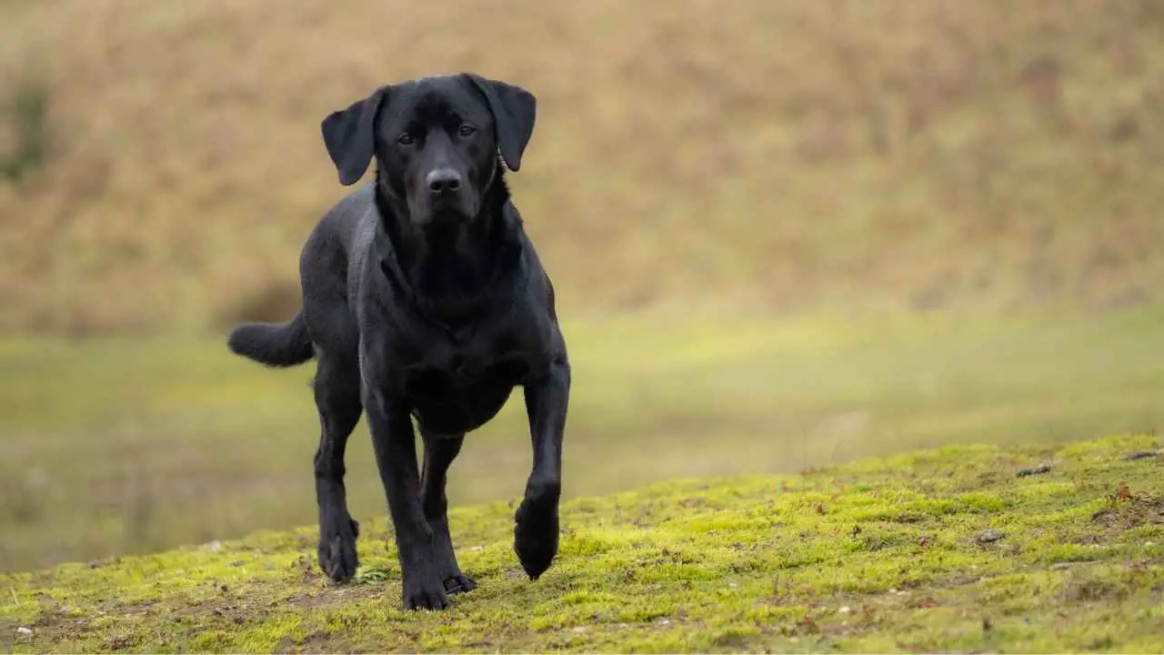 Labrador-retriever