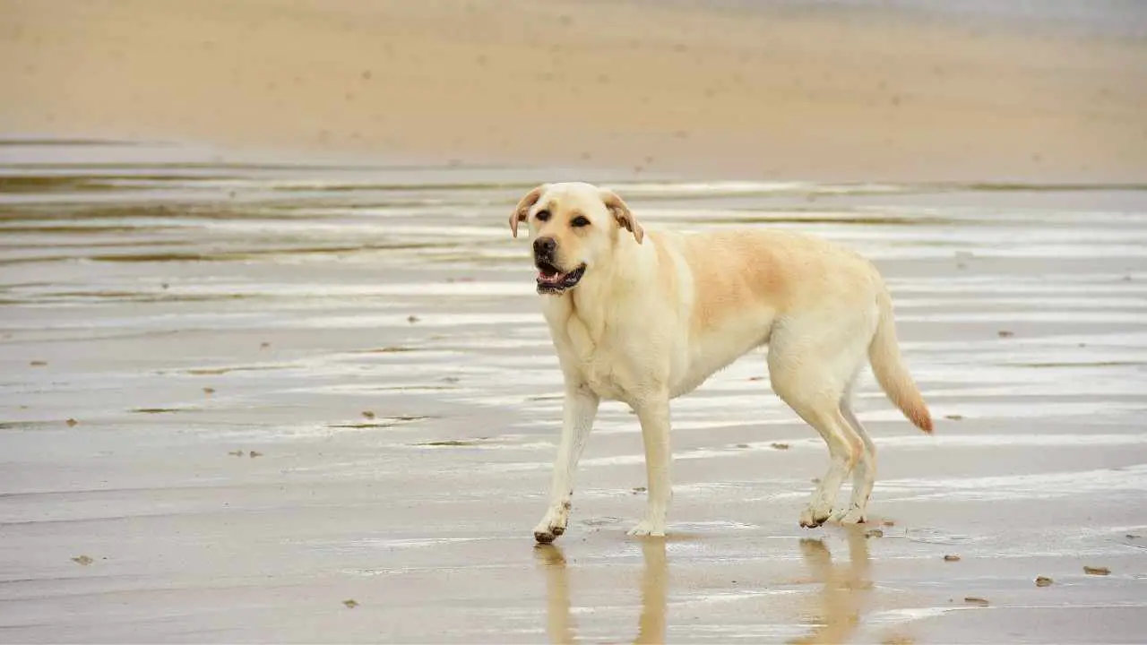 Labrador-retriever