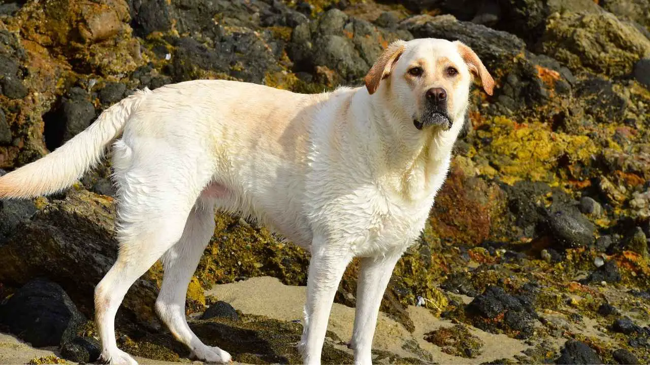 Labrador-retriever