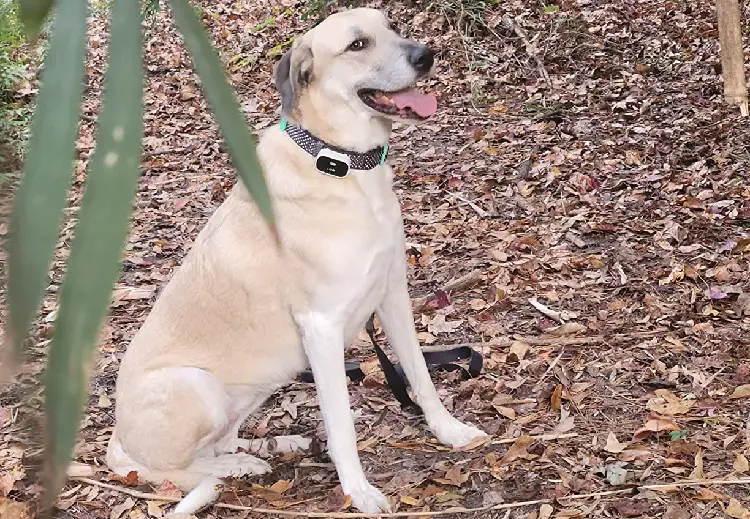 e halsband voor honden