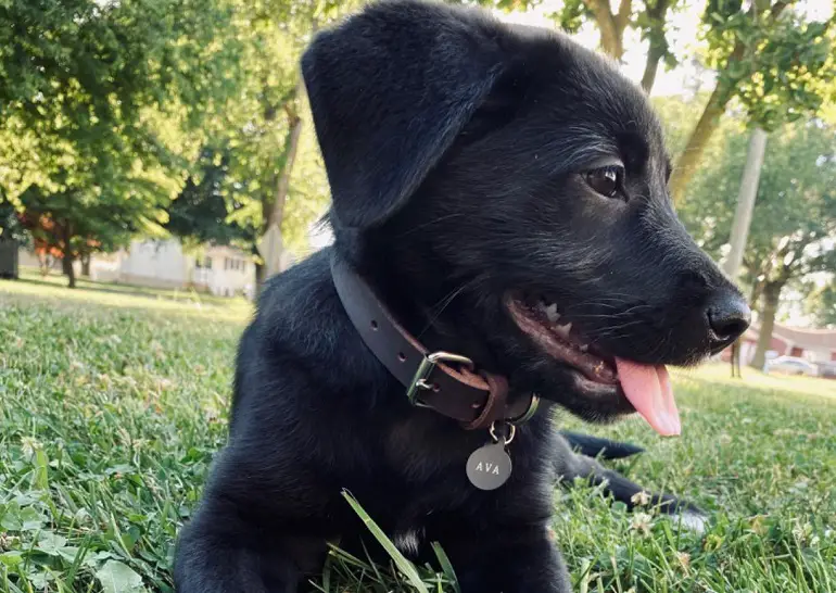 Beste halsband voor honden met een gevoelige huid