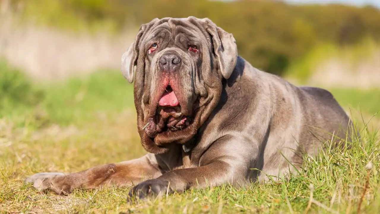 Napolitaanse Mastiff