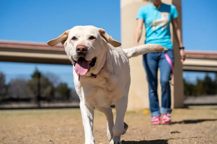 honden in ons