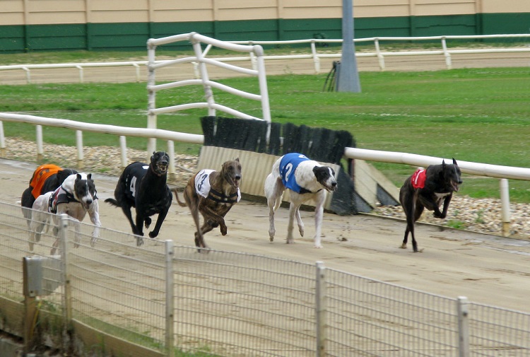 windhonden races