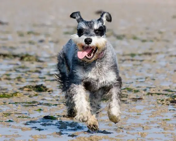 Parti mini-Schnauzer