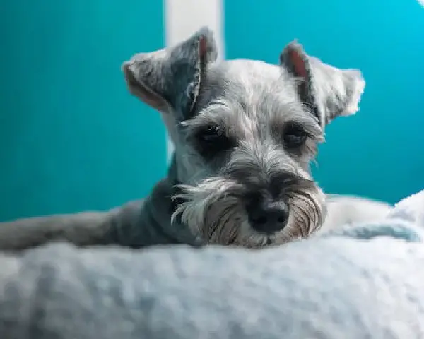 Parti Schnauzer-zorg