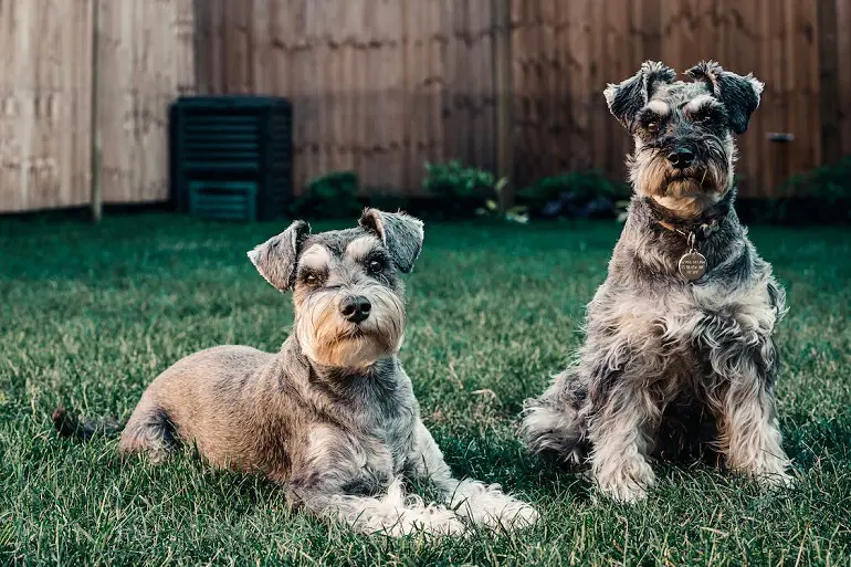 Parti Schnauzer review