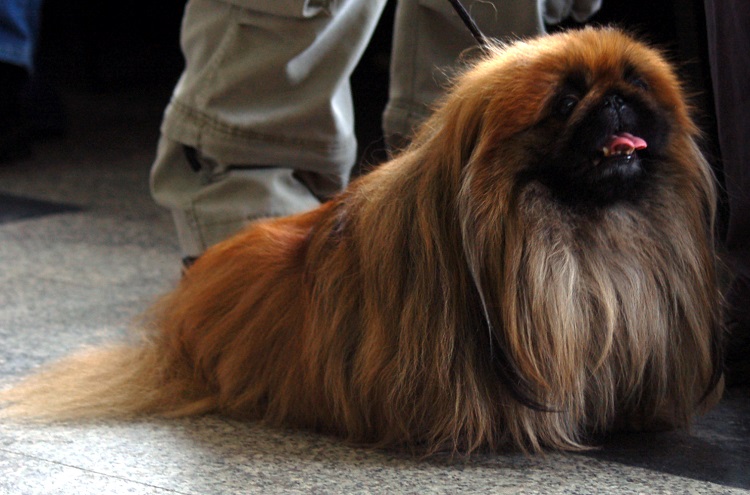 pekinés