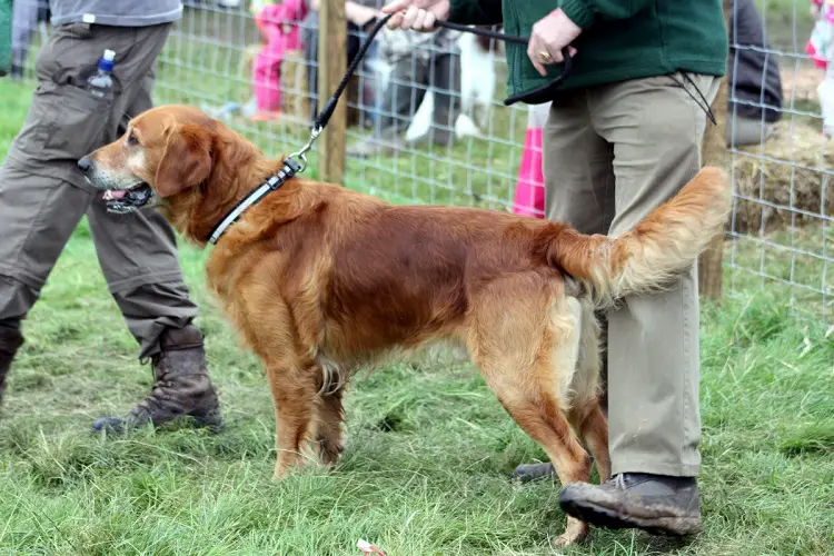 hoeveel honden zijn er in de VS