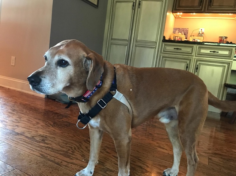 beste halsband voor honden die trekken