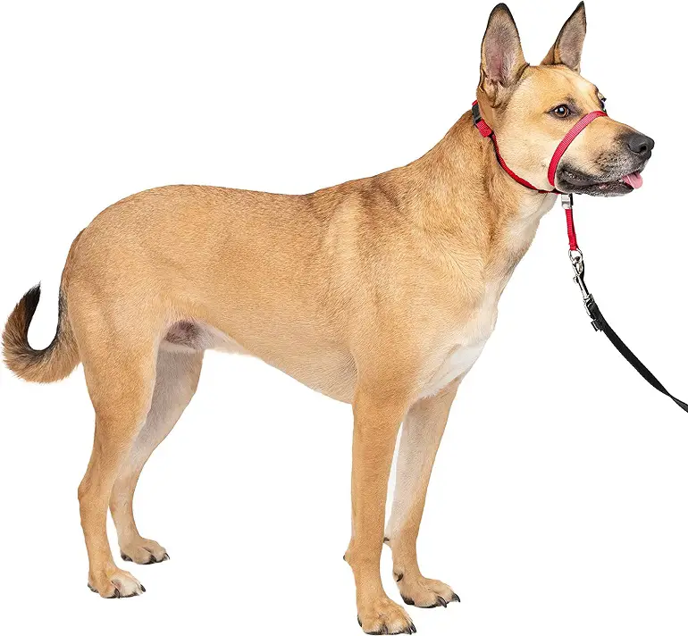 PetSafe Gentle Leader Headcollar Review 2