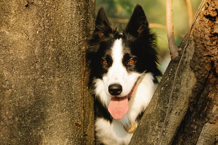 boardercollie