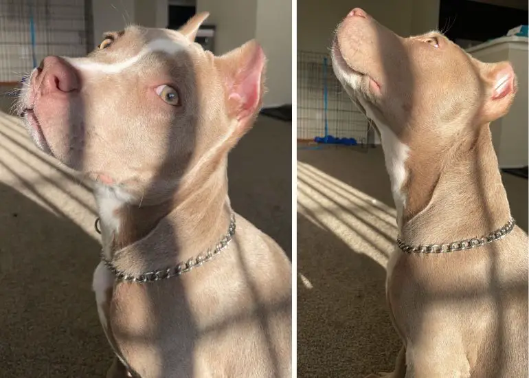 hoe je een choker-halsband om een ​​hond doet