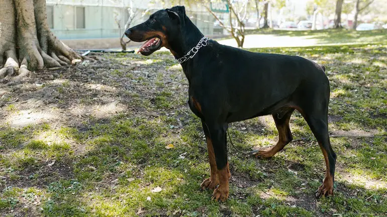 doberman gezondheid
