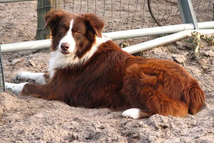 Australische herder pups