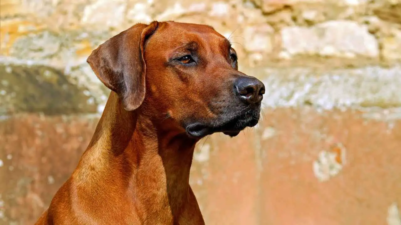 Rhodesische Ridgeback