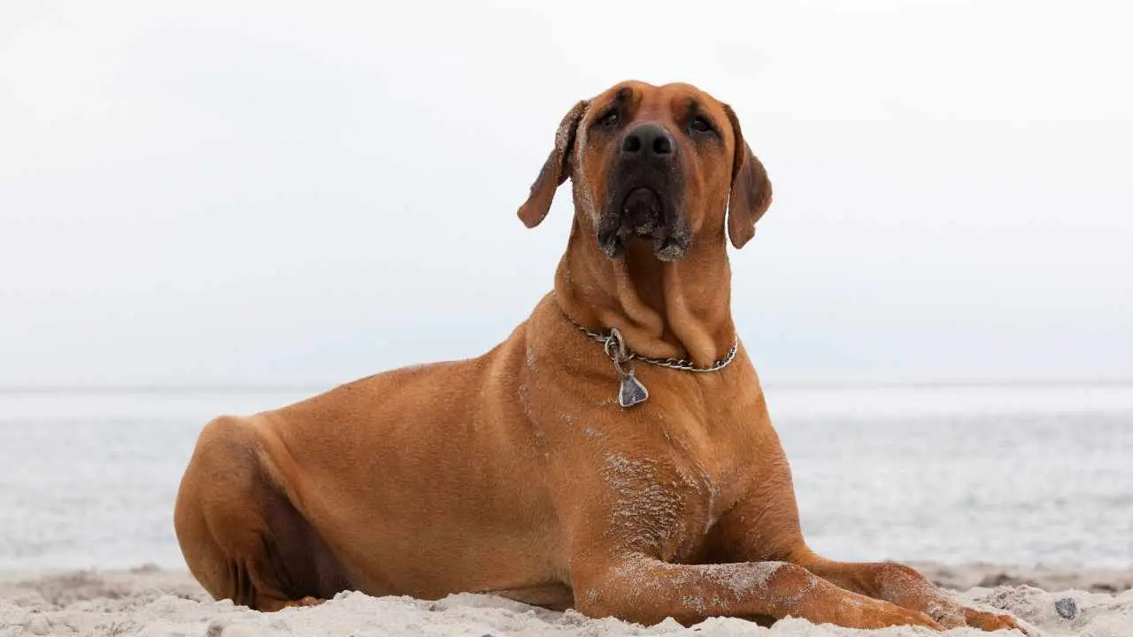 Rhodesische Ridgeback